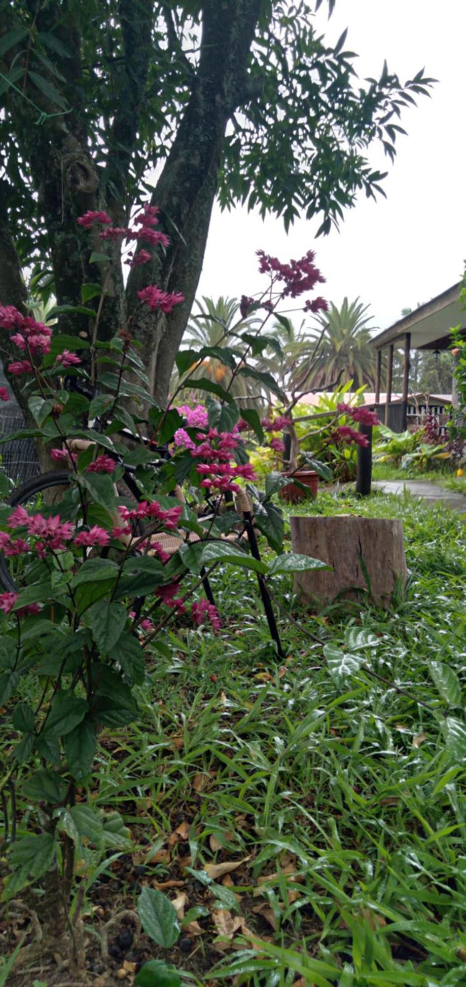 Hostal Tu'U Koihu Hanga Roa Exterior foto