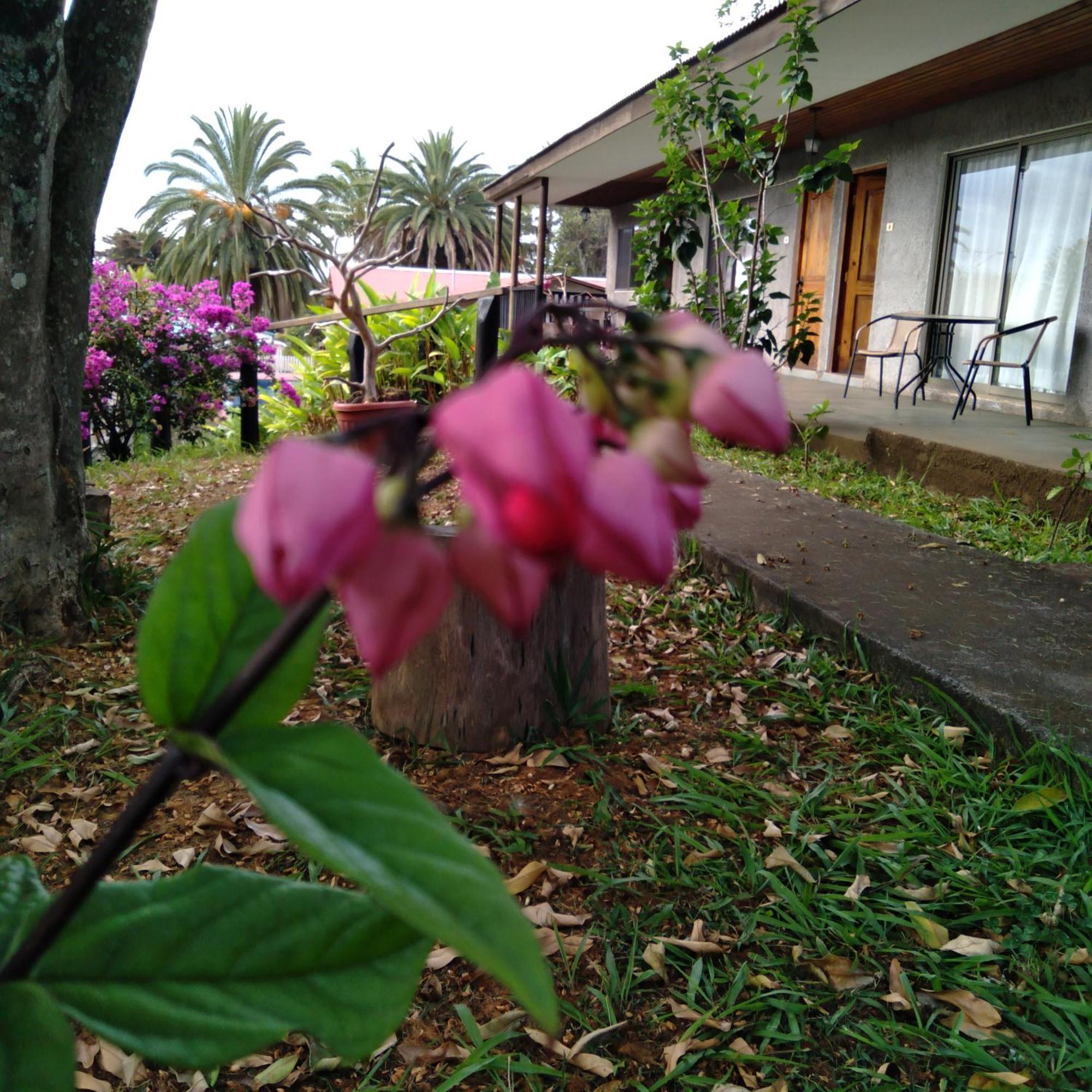 Hostal Tu'U Koihu Hanga Roa Exterior foto